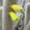 cephalocereus_chrysocephalus